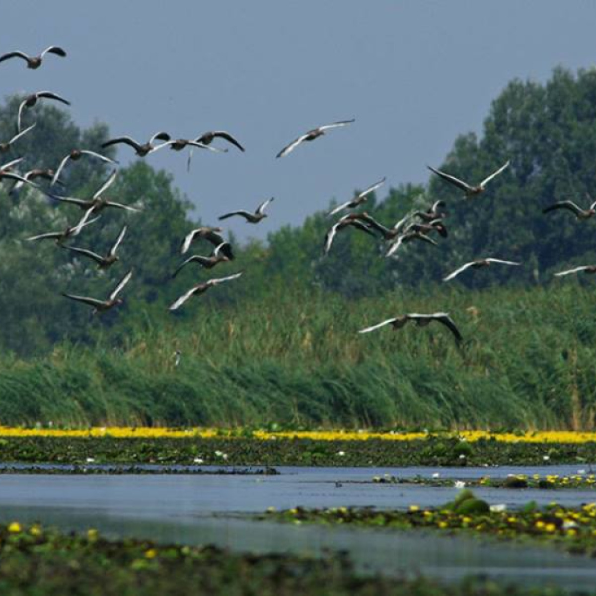 IV. Tiszatavi Tájékozódási Evezős Regatta